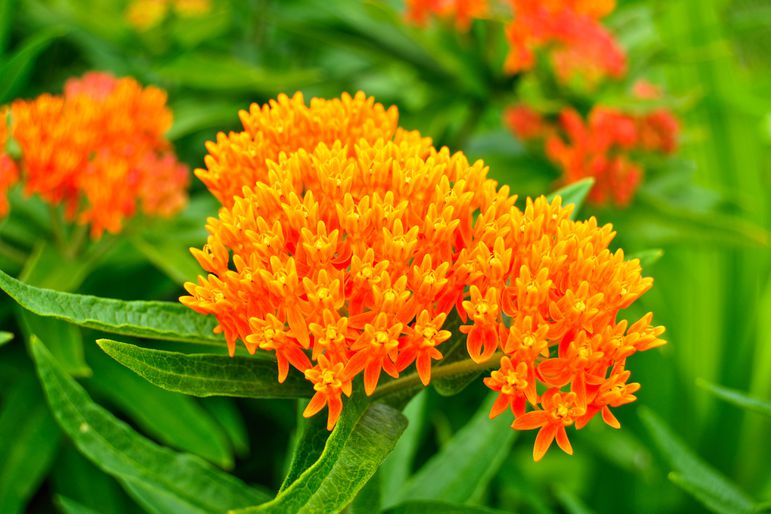 Butterfly weed flowers