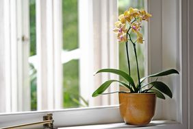 Orchid sitting in windowsill