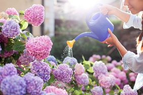 woman watering hydrangeas with purple watering can