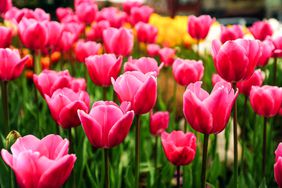 pink tulips growing from bulbs